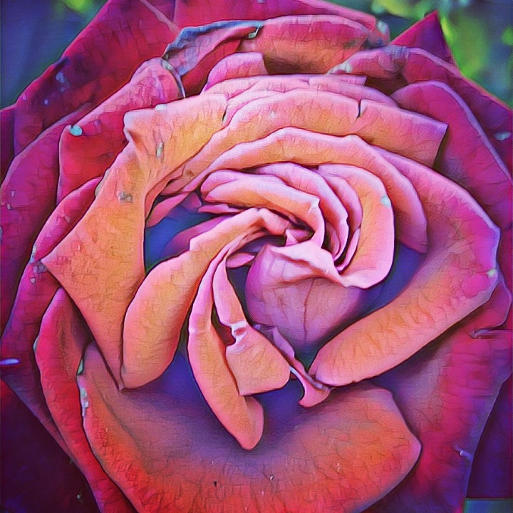 46superrose
