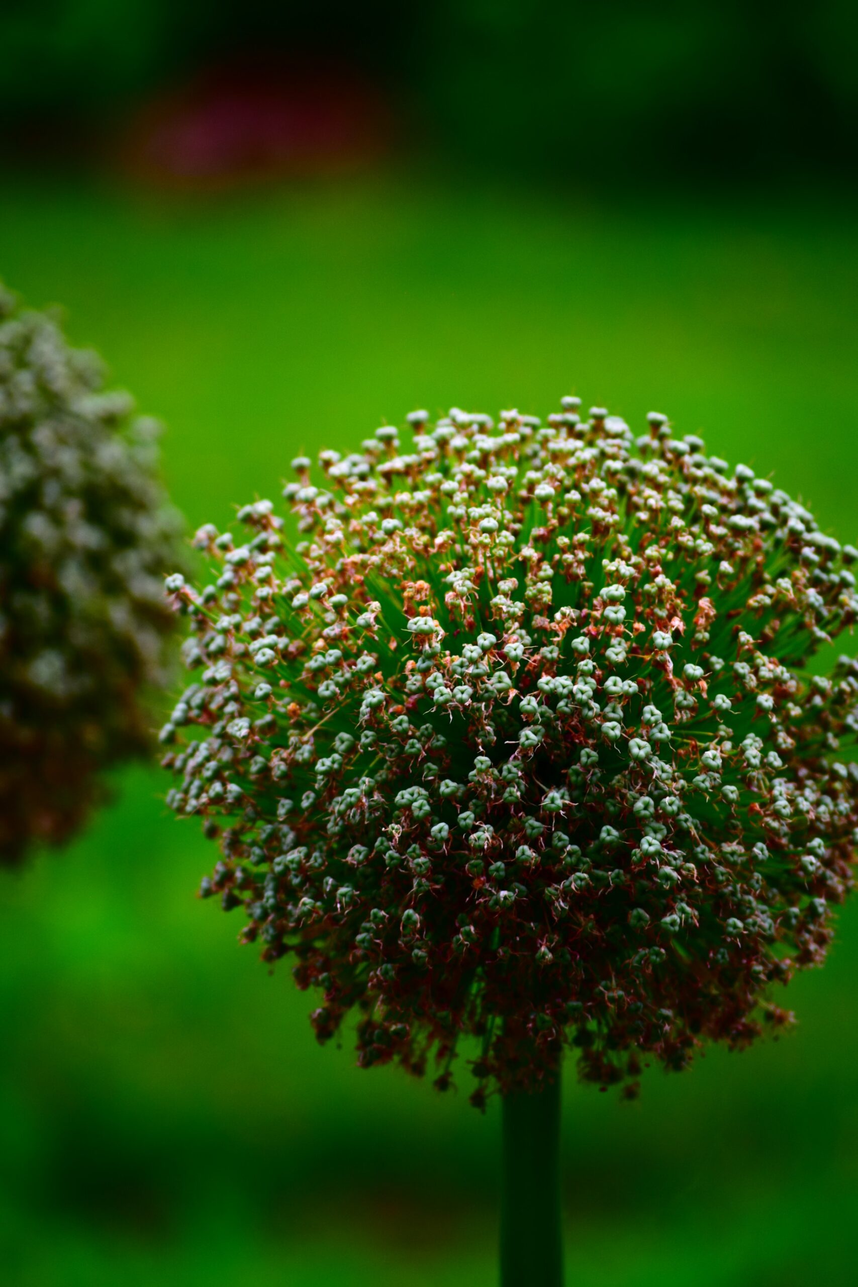 balloftinyflowers