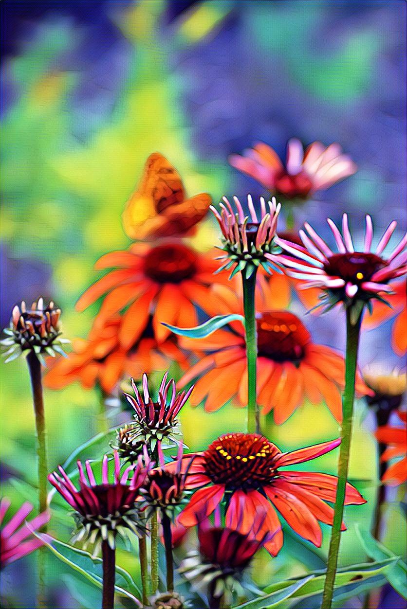 brightflowerswbfly