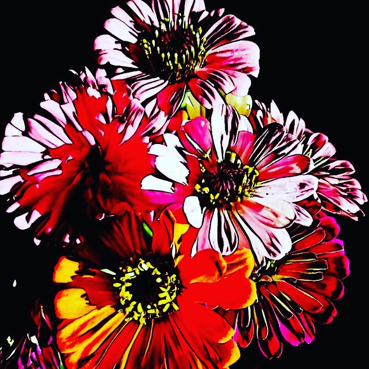 candyflowers