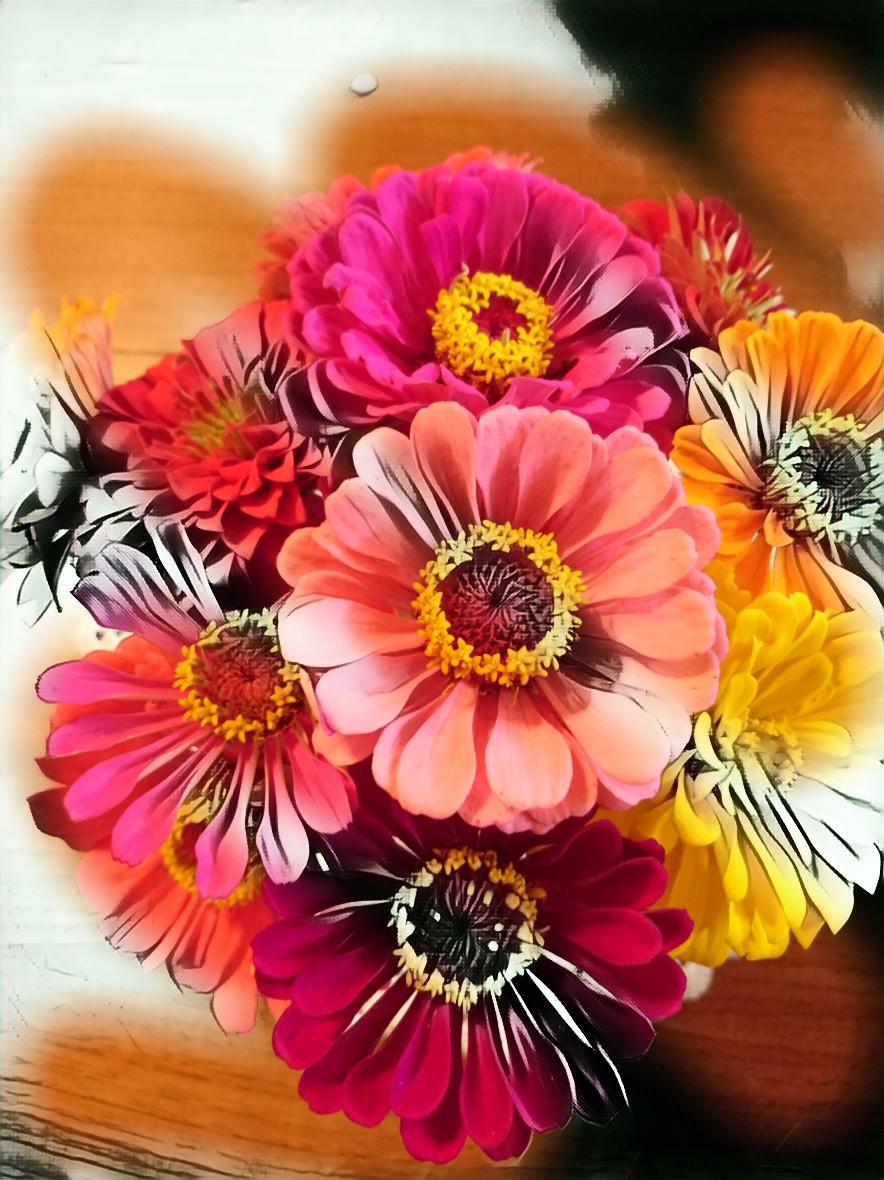 coloredzinnias
