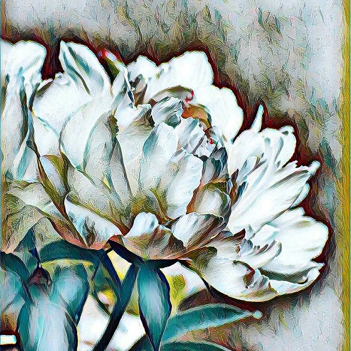 colorfulwhitepeonies