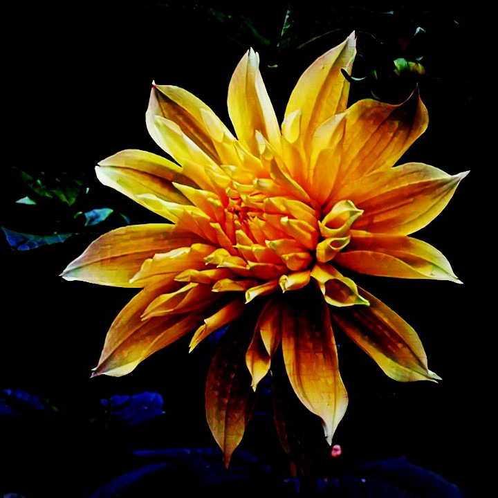 dahlia