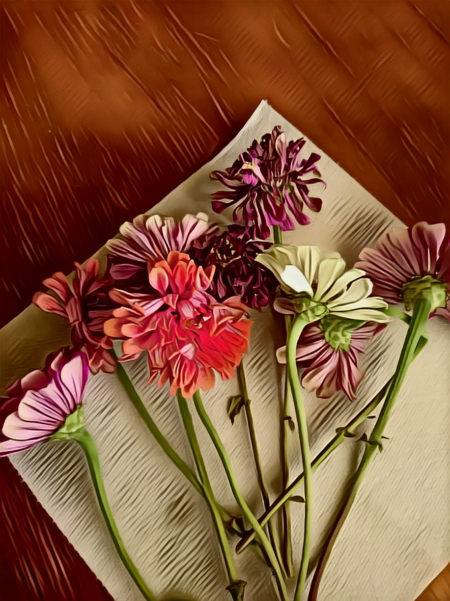 driedzinniasontable