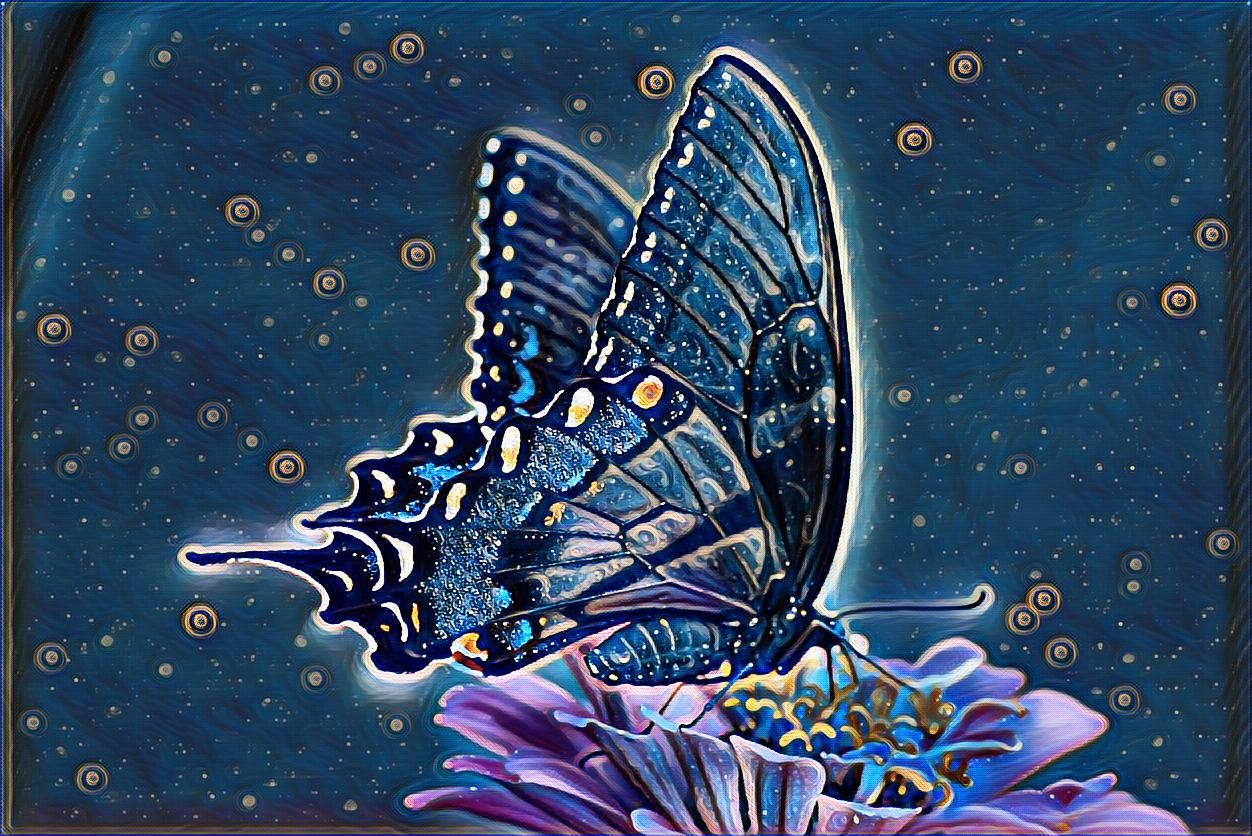 midnightbutterfly