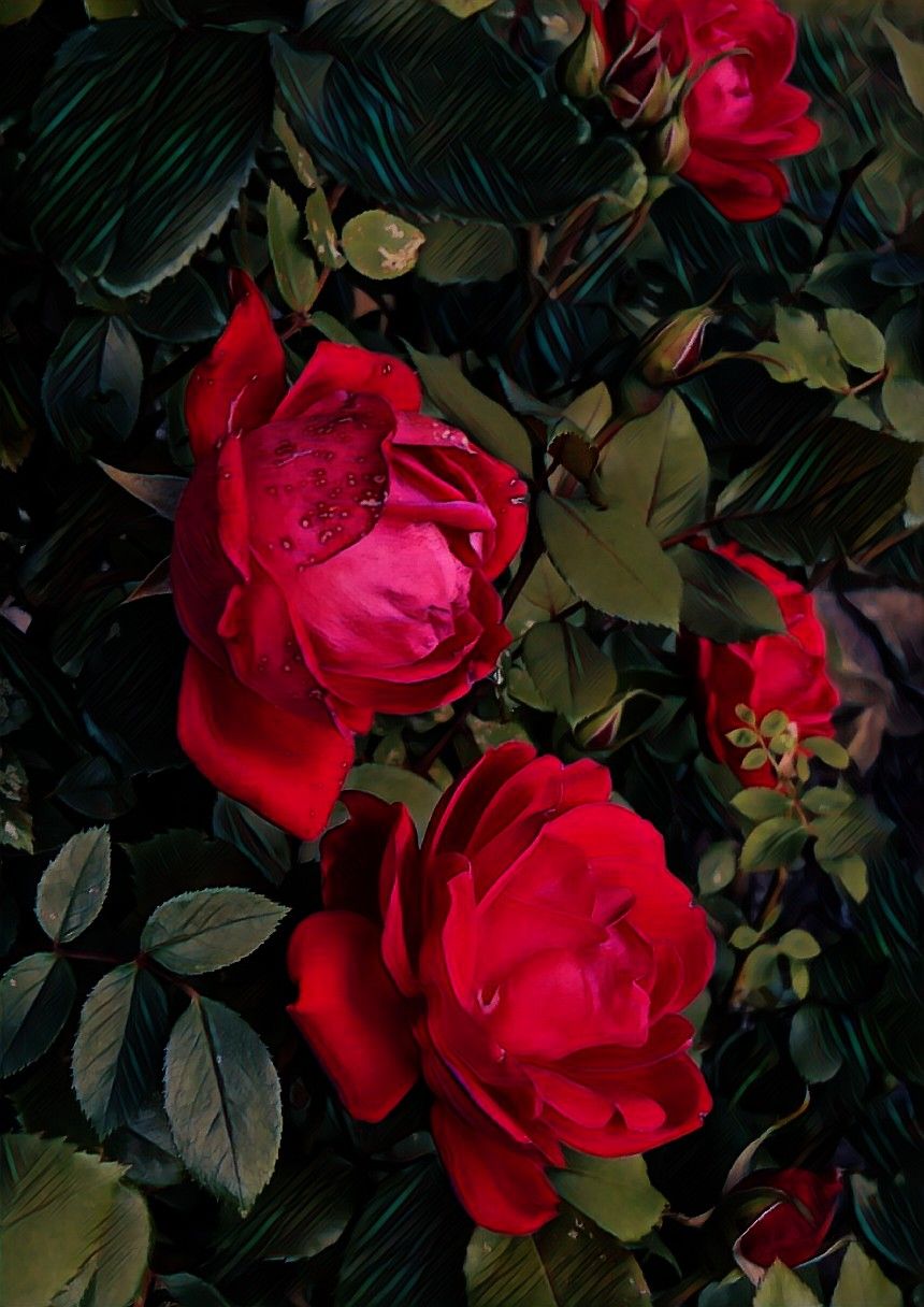oldroses