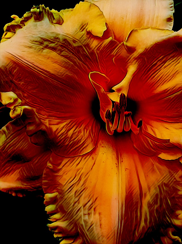 sedaliadaylily