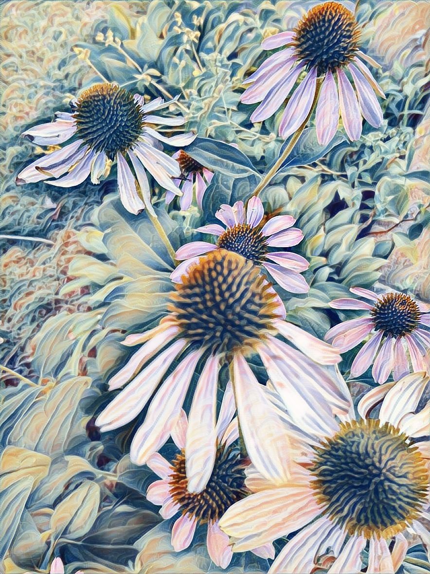 sidsconeflower