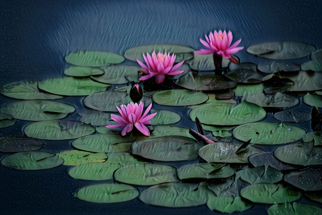 waterlily